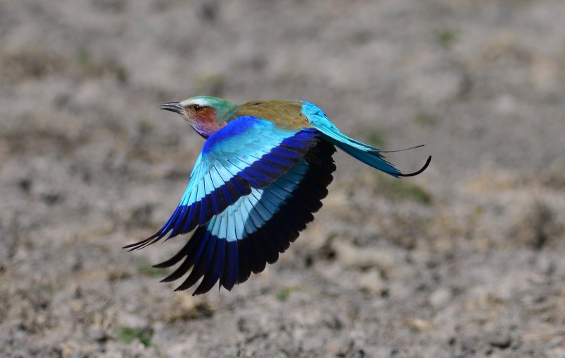 30 kuş türünün muhteşem görüntüsü