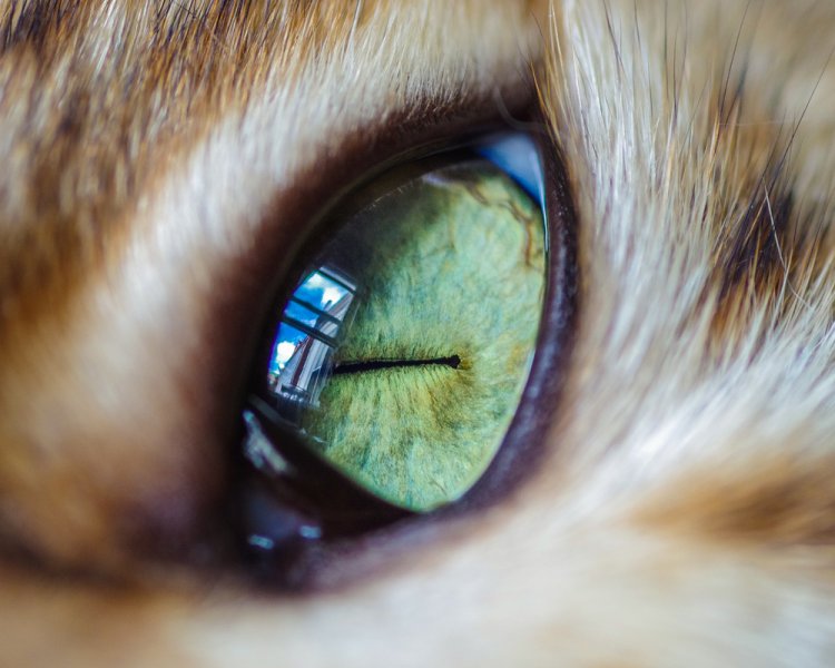 Yakın çekim kedi gözleri