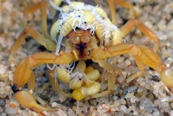 Dünyanın en zehirli hayvanı bakın nasıl çoğalıyor