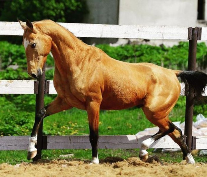 Dünyanın en güzel at cinsi: Ahal Teke