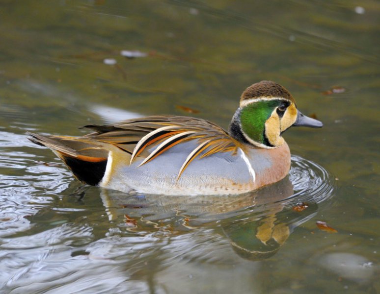 Birbirinden güzel 10 ördek türü