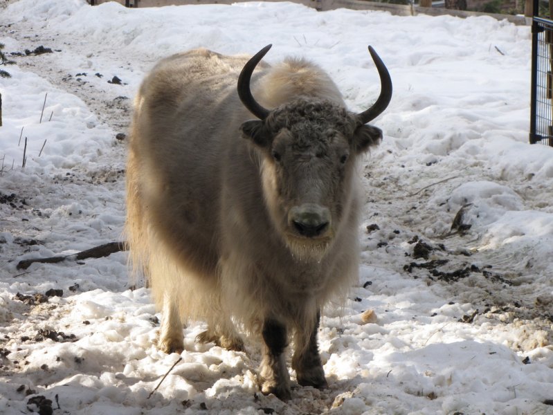 Yüksek karlı yaylaların hakimi Tibet sığırı
