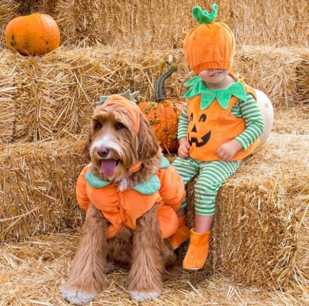 3 yaşındaki Buddy ve en yakın dostu aynı kaderi paylaşıyor