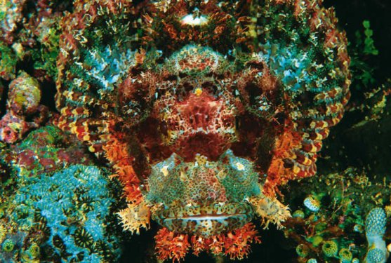 En iyi kamufle olan canlılar