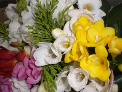 En güzel çiçekler