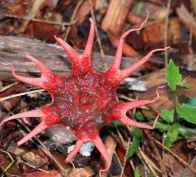 Nadir görülen ilginç bitkiler