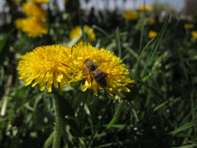 Sadece Türkiye'de yetişen endemik bitki türleri 