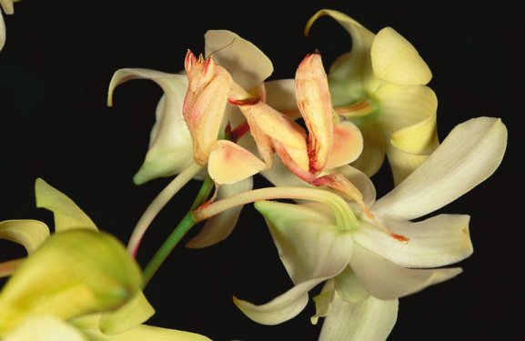 En iyi kamufle olan canlılar