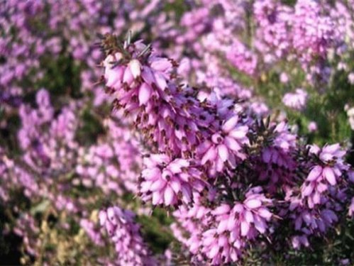 En güzel çiçekler