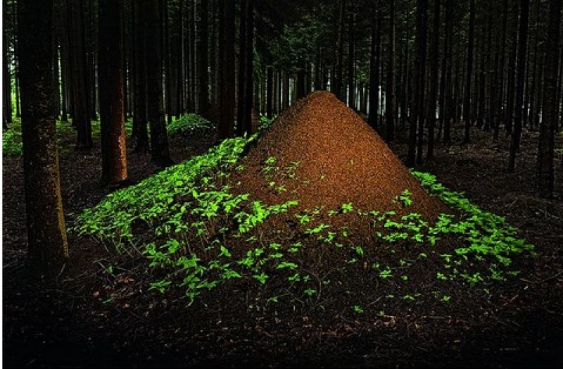 Hayvanların muhteşem mimarileri