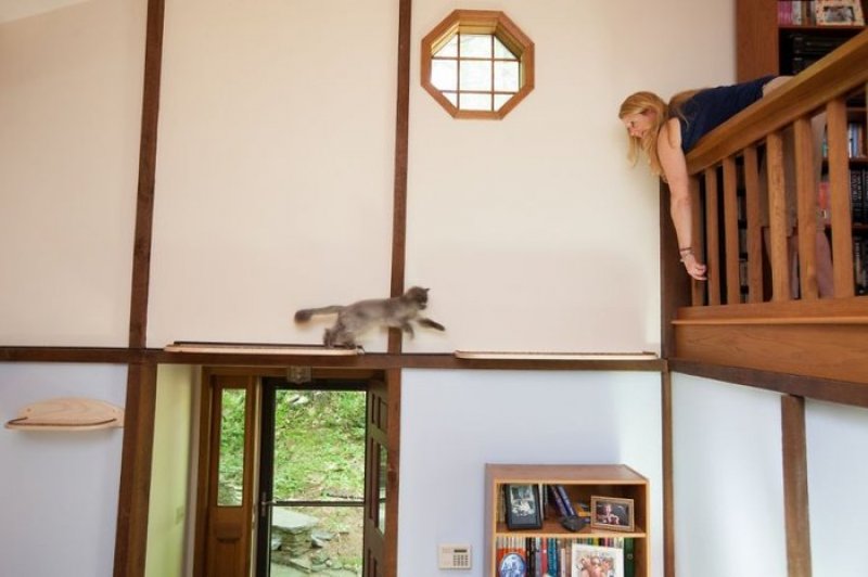 Hayvansever çift evlerini kedi sarayına çevirdi