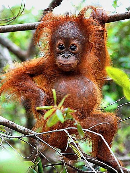 Nutella Palm yağı için orangutanları öldürüyor Nutella Palm yağı için orangutanları öldürüyor