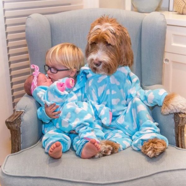 3 yaşındaki Buddy ve en yakın dostu aynı kaderi paylaşıyor