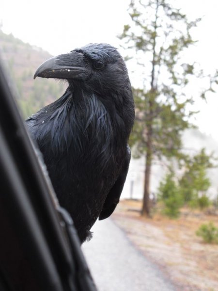 Siyahın asaletini yansıtan kuş: Karga