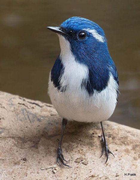 Doğanın en güzel renklerine sahip kuşlar