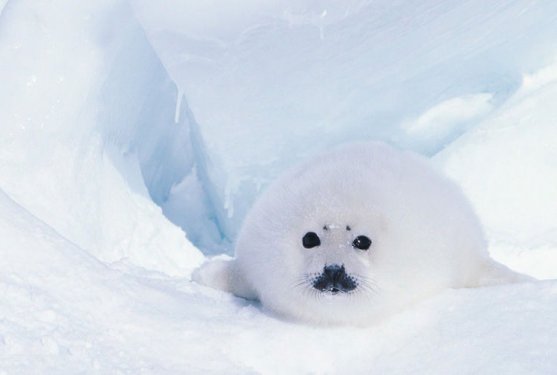 En iyi kamufle olan canlılar