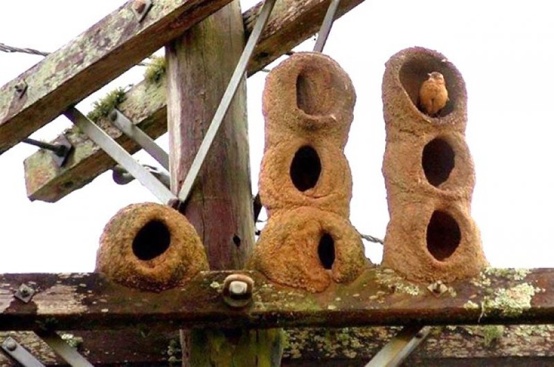 Hayvanların muhteşem mimarileri