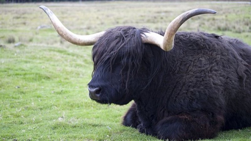 Yüksek karlı yaylaların hakimi Tibet sığırı