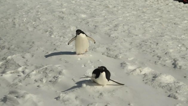 Kate Upton eksi 33 derecede bikinili