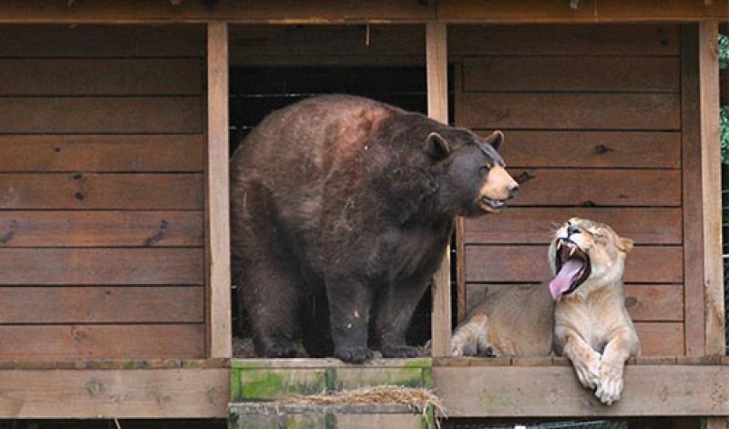 Yabani arkadaşlar 15 yıldır hiç ayrılmıyor