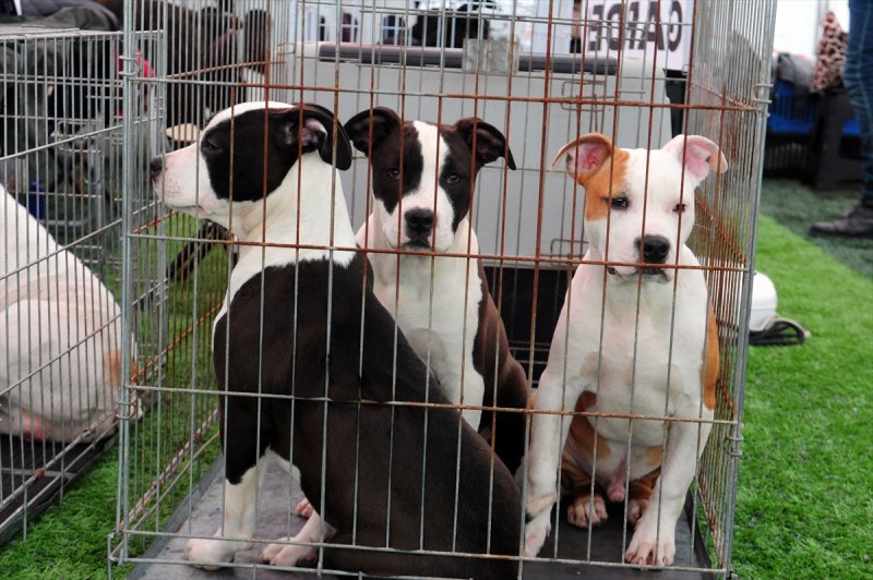 Antalya�daki köpek ırkları yarışması
