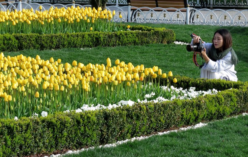 İstanbul'da laleler çiçek açtı