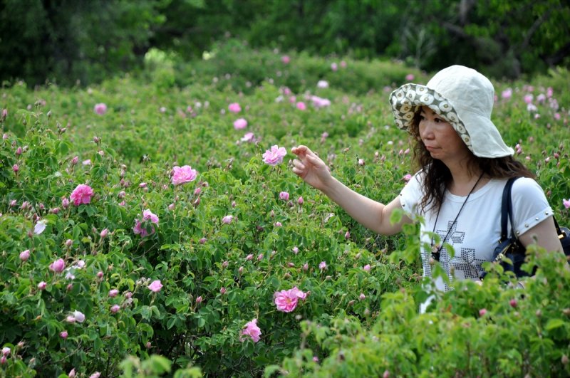 Gül hasadına Uzakdoğu'dan 'yakın' ilgi