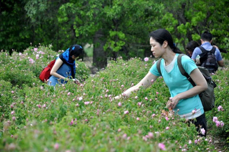 Gül hasadına Uzakdoğu'dan 'yakın' ilgi