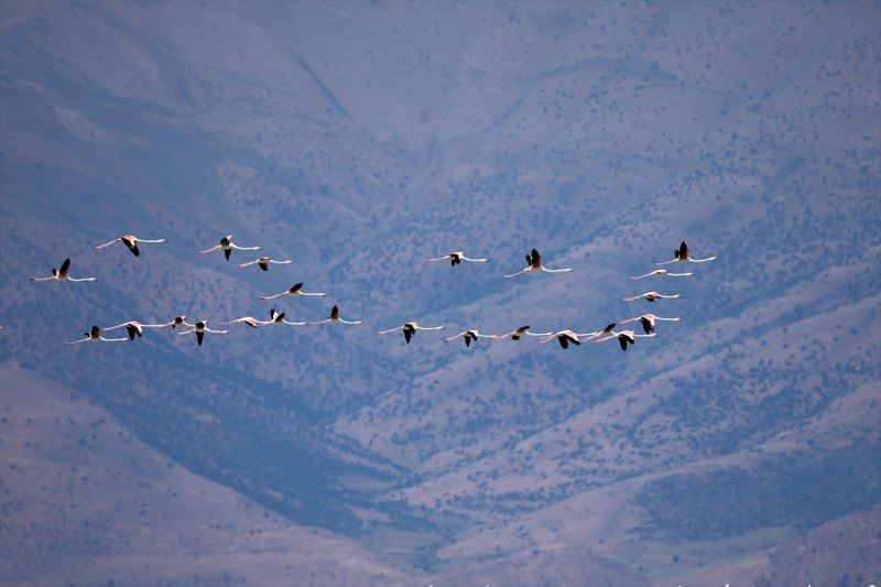 Van Gölü flamingo cennetine dönüştü
