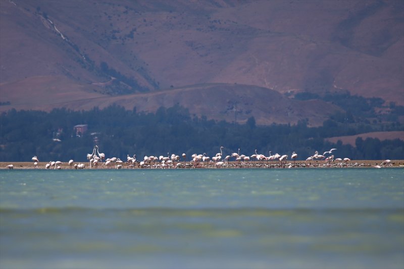 Van Gölü flamingo cennetine dönüştü