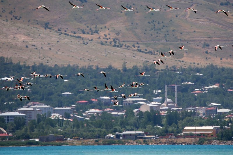 Van Gölü flamingo cennetine dönüştü