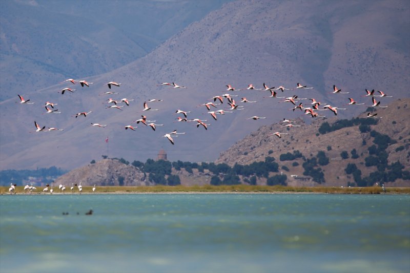 Van Gölü flamingo cennetine dönüştü