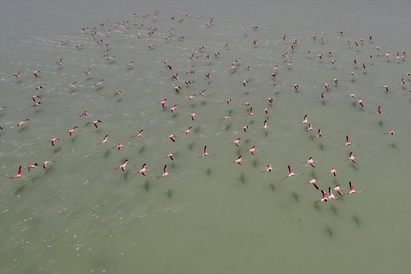 Van Gölü flamingo cennetine dönüştü