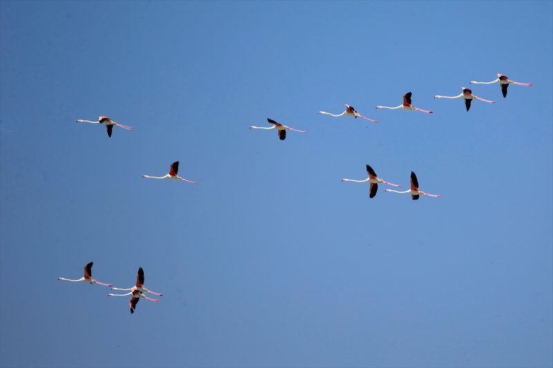 Van Gölü flamingo cennetine dönüştü