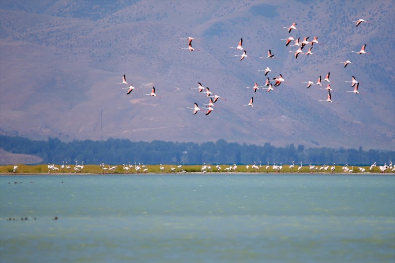 Van Gölü flamingo cennetine dönüştü