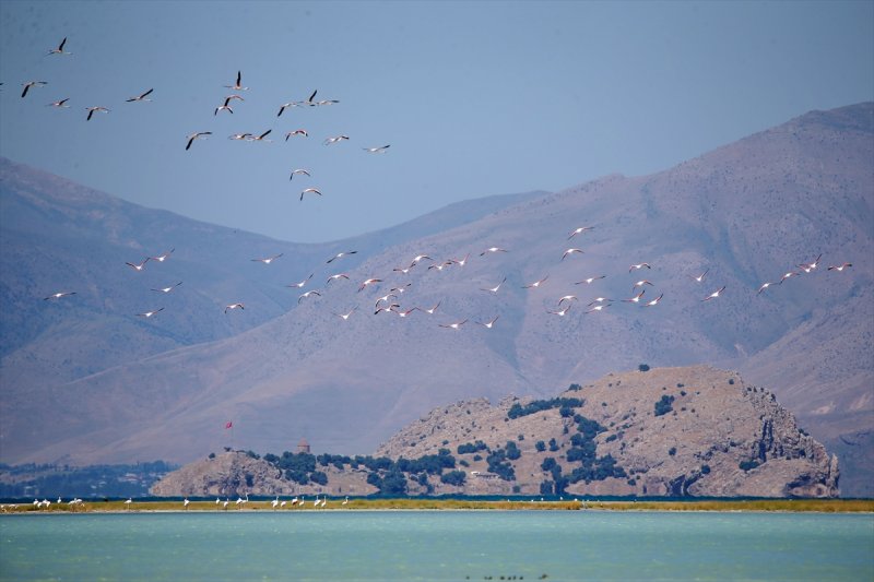 Van Gölü flamingo cennetine dönüştü