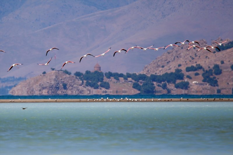 Van Gölü flamingo cennetine dönüştü