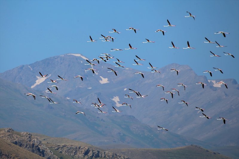 Van Gölü flamingo cennetine dönüştü