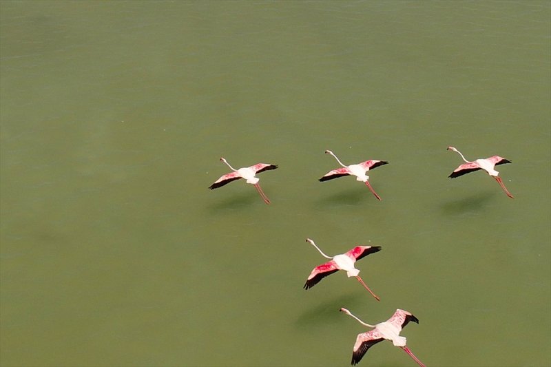 Van Gölü flamingo cennetine dönüştü