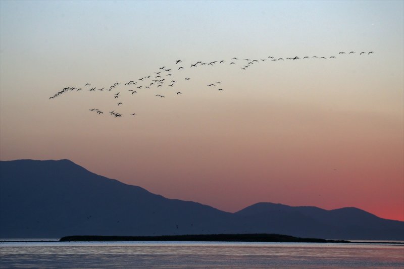 Van Gölü flamingo cennetine dönüştü
