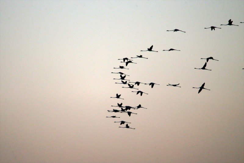 Van Gölü flamingo cennetine dönüştü