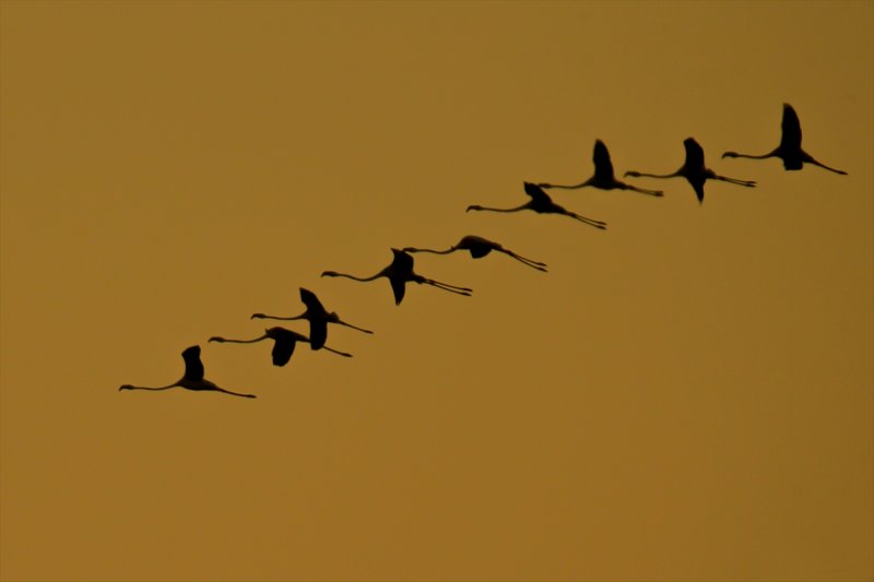 Van Gölü flamingo cennetine dönüştü