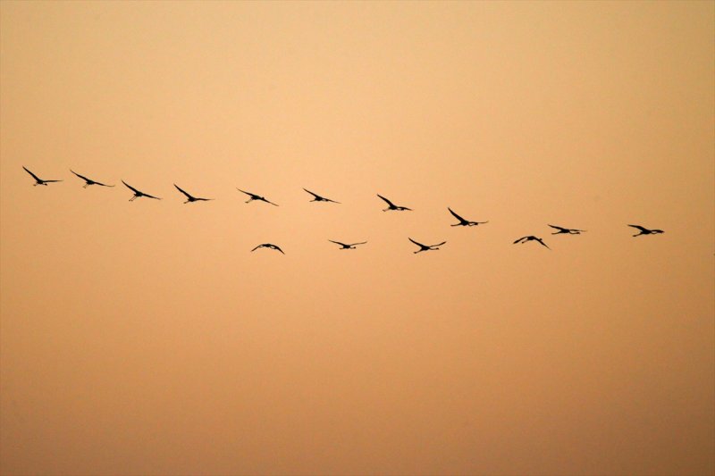 Van Gölü flamingo cennetine dönüştü