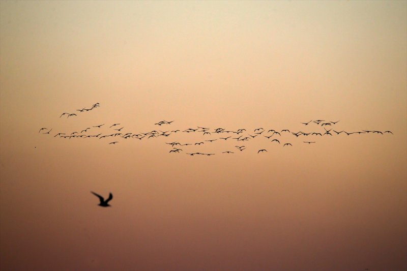 Van Gölü flamingo cennetine dönüştü