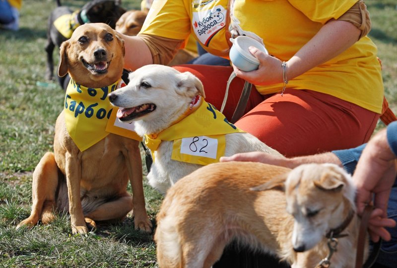 Ukrayna�da köpek yarışması
