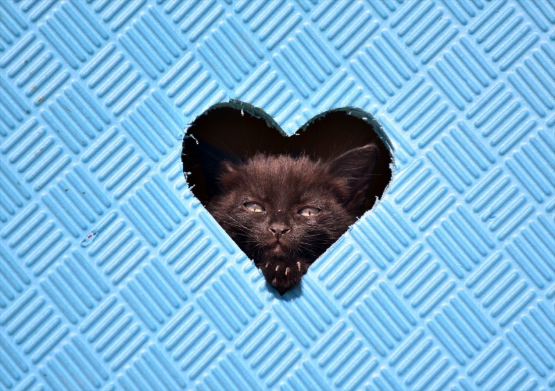 Miyav Park'ın yeni sakinleri