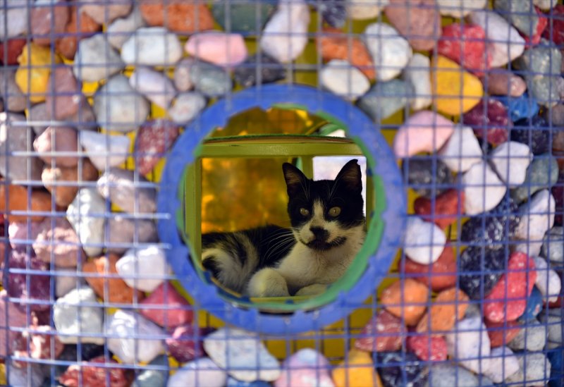 Miyav Park'ın yeni sakinleri