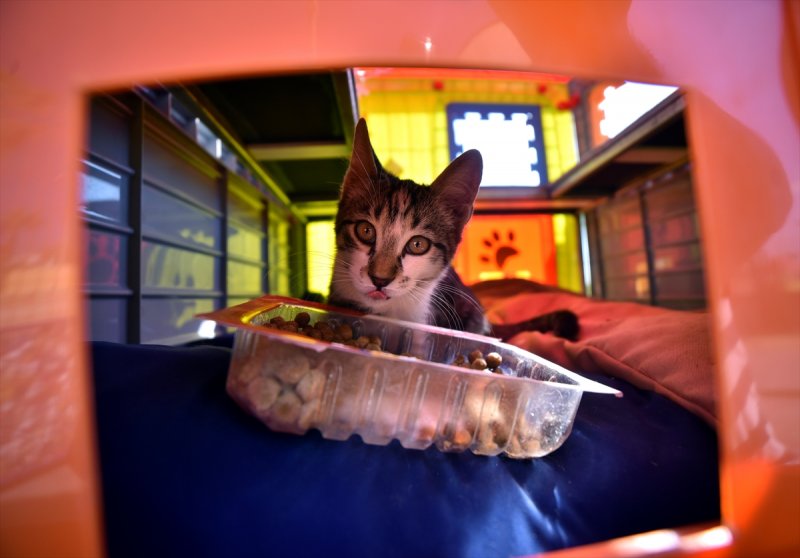 Miyav Park'ın yeni sakinleri