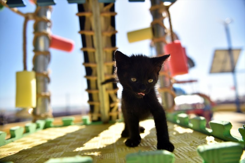 Miyav Park'ın yeni sakinleri