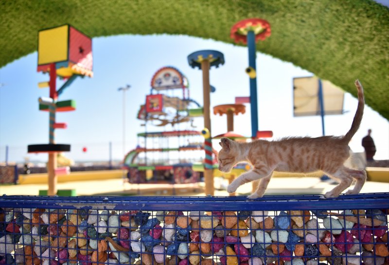 Miyav Park'ın yeni sakinleri